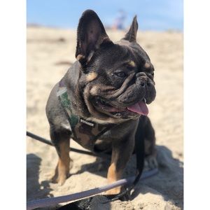 Meet your Posher, Diana